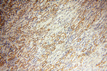 OSTF1 Antibody in Immunohistochemistry (Paraffin) (IHC (P))