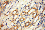 OSTF1 Antibody in Immunohistochemistry (Paraffin) (IHC (P))