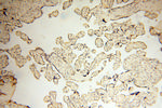 OSTF1 Antibody in Immunohistochemistry (Paraffin) (IHC (P))