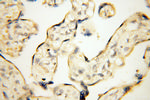OSTF1 Antibody in Immunohistochemistry (Paraffin) (IHC (P))