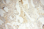 OSTF1 Antibody in Immunohistochemistry (Paraffin) (IHC (P))