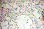 OSTF1 Antibody in Immunohistochemistry (Paraffin) (IHC (P))