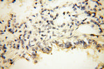 OSTF1 Antibody in Immunohistochemistry (Paraffin) (IHC (P))
