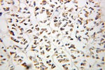 OSTF1 Antibody in Immunohistochemistry (Paraffin) (IHC (P))