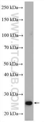 OSTF1 Antibody in Western Blot (WB)
