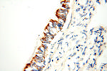 FABP3 Antibody in Immunohistochemistry (Paraffin) (IHC (P))