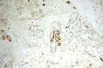 FABP3 Antibody in Immunohistochemistry (Paraffin) (IHC (P))