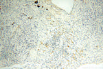 FABP3 Antibody in Immunohistochemistry (Paraffin) (IHC (P))