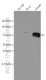 KLK3/PSA Antibody in Western Blot (WB)