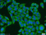 NUDC Antibody in Immunocytochemistry (ICC/IF)