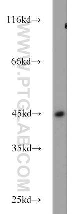 NUDC Antibody in Western Blot (WB)
