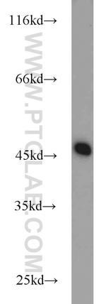 NUDC Antibody in Western Blot (WB)