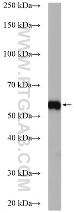 ETV4 Antibody in Western Blot (WB)
