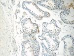 MBIP Antibody in Immunohistochemistry (Paraffin) (IHC (P))