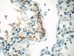 MBIP Antibody in Immunohistochemistry (Paraffin) (IHC (P))
