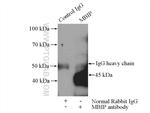 MBIP Antibody in Immunoprecipitation (IP)