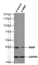 MBIP Antibody in Western Blot (WB)