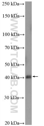 MBIP Antibody in Western Blot (WB)