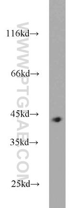 MBIP Antibody in Western Blot (WB)