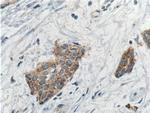 AGO2 Antibody in Immunohistochemistry (Paraffin) (IHC (P))
