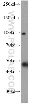 AGO2 Antibody in Western Blot (WB)