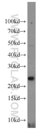 RERG Antibody in Western Blot (WB)