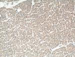 STRADB Antibody in Immunohistochemistry (Paraffin) (IHC (P))