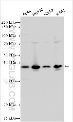 E2F6 Antibody in Western Blot (WB)
