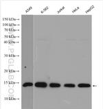 RPA3 Antibody in Western Blot (WB)