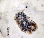 MPHOSPH6 Antibody in Immunohistochemistry (Paraffin) (IHC (P))