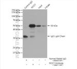 RCC1 Antibody in Immunoprecipitation (IP)
