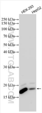 SUMO2/3 Antibody in Western Blot (WB)