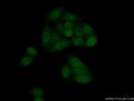 LSM5 Antibody in Immunocytochemistry (ICC/IF)