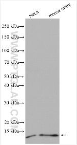LSM5 Antibody in Western Blot (WB)