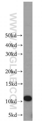LSM5 Antibody in Western Blot (WB)