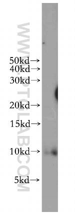 LSM5 Antibody in Western Blot (WB)