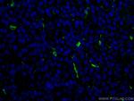 HO-1/HMOX1 Antibody in Immunohistochemistry (PFA fixed) (IHC (PFA))