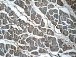VAMP3/Cellubrevin Antibody in Immunohistochemistry (Paraffin) (IHC (P))