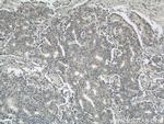PRDX4 Antibody in Immunohistochemistry (Paraffin) (IHC (P))