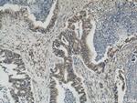PRDX4 Antibody in Immunohistochemistry (Paraffin) (IHC (P))