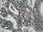 PRDX4 Antibody in Immunohistochemistry (Paraffin) (IHC (P))