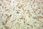 PRDX4 Antibody in Immunohistochemistry (Paraffin) (IHC (P))