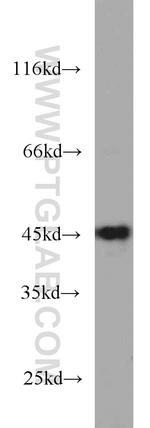 NELFE Antibody in Western Blot (WB)