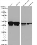 NELFE Antibody in Western Blot (WB)