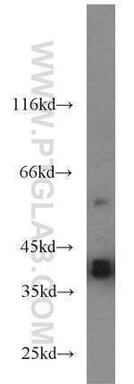 SIX1 Antibody in Western Blot (WB)