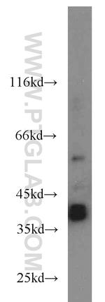 SIX1 Antibody in Western Blot (WB)