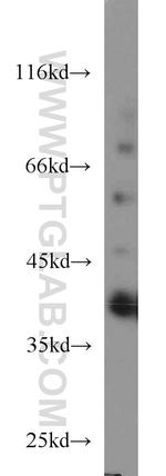 SIX1 Antibody in Western Blot (WB)