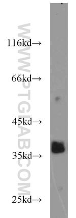 SIX1 Antibody in Western Blot (WB)
