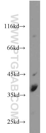 SIX1 Antibody in Western Blot (WB)
