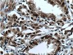 C1D Antibody in Immunohistochemistry (Paraffin) (IHC (P))